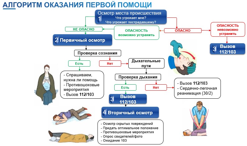 Алгоритм оказания первой помощи.