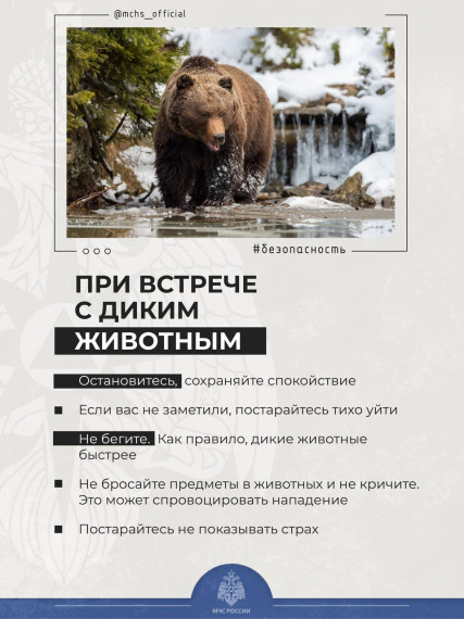 Встреча с опасными животными. Встреча с опасными животными.