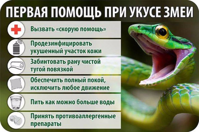 Первая помощь при укусе змеи. Первая помощь при укусе змеи.
